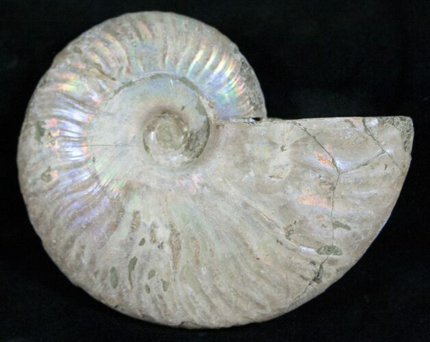 Silver Iridescent Ammonite - Madagascar #13693